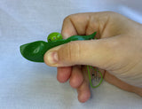 Pea Popper Key Chain fidget sensory toy green